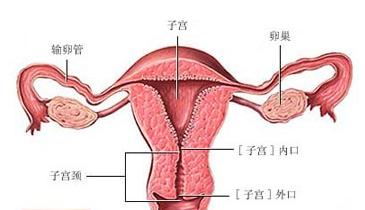 概述前位子宫指的是子宫颈是向下指向阴道后穹窿,它在体内的位置较低